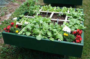 Gardening Tips for Homeowners