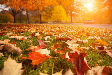 Fallen Leaves During Fall Season